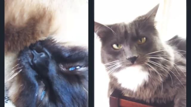 VR to The Mean Kitty - Exercising with Cats смотреть онлайн