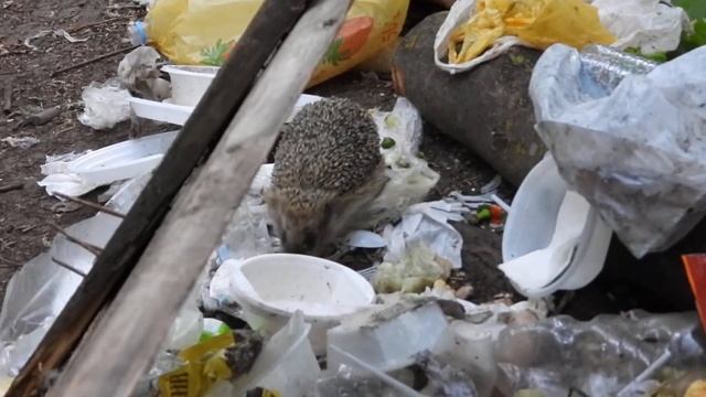 Встреча с ёжиком, интересное в конце смотреть онлайн