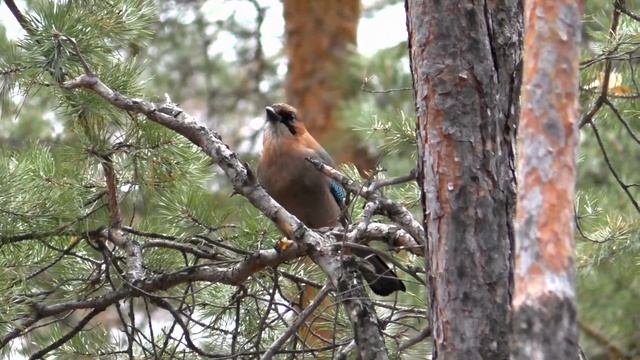 Сойки Ноябрины смотреть онлайн