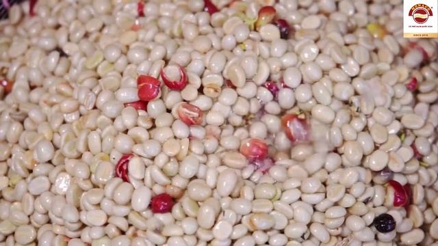 PROCESSING PROCESS OF GREEN COFFEE BEANS FOR EXPORT смотреть онлайн