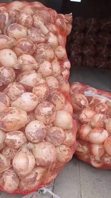 В Узбекистане начался сезон экспорта лука. смотреть онлайн