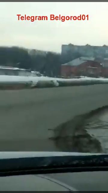 В Белгороде выгуливают медведя смотреть онлайн