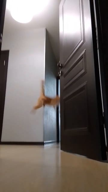 Прыжок от Кусаки😎😱😱😼😼😹😹👏👏 смотреть онлайн