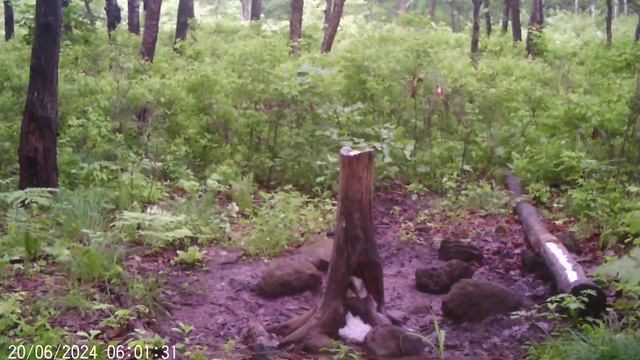 гималайский медведь на солонце смотреть онлайн