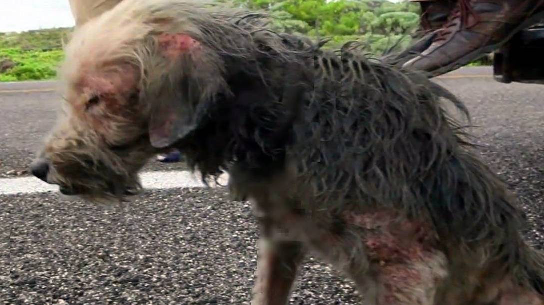 БЕЗ СИЛ несчастный пёс еле шел по обочине дороги