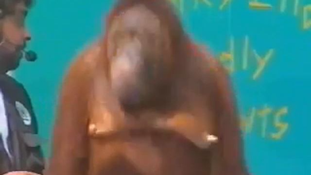 Orangutan Magic Show.flv смотреть онлайн
