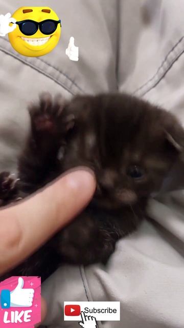 🐨Получился вислоухий черныш. С Вас👍 смотреть онлайн