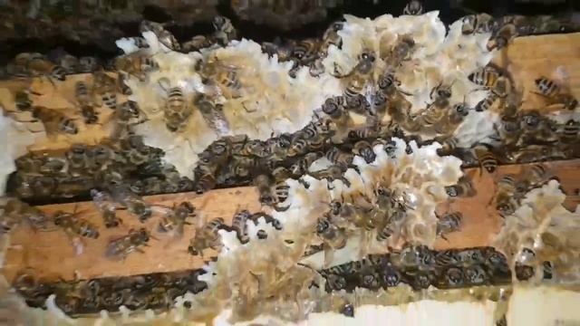 ПЧЕЛА 🐝 АСАЛАРИ 🐝 25 МАЯ 2024 ЙИЛ ҲОЛАТИ смотреть онлайн