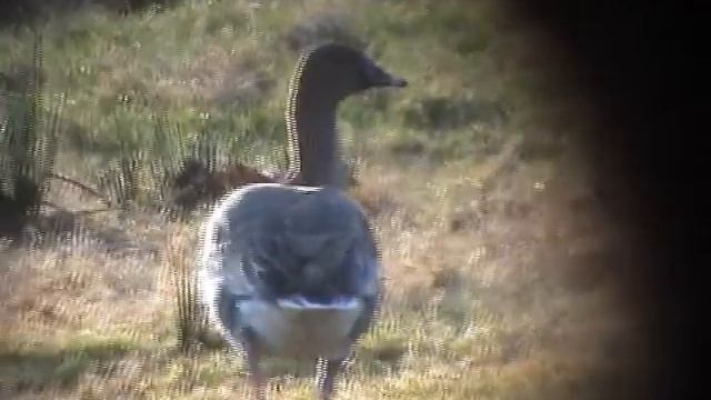 Pink-footed Goose (Anser brachyrhynchus) смотреть онлайн