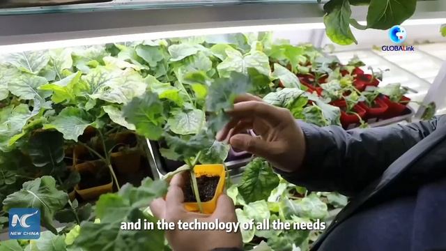 GLOBALink | Rapeseed technology conference in China promotes development of industry, cooperation смотреть онлайн