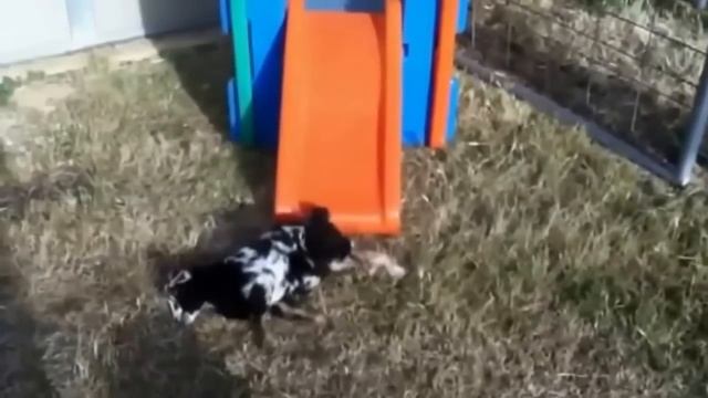 Эти забавные зверюшки смотреть онлайн