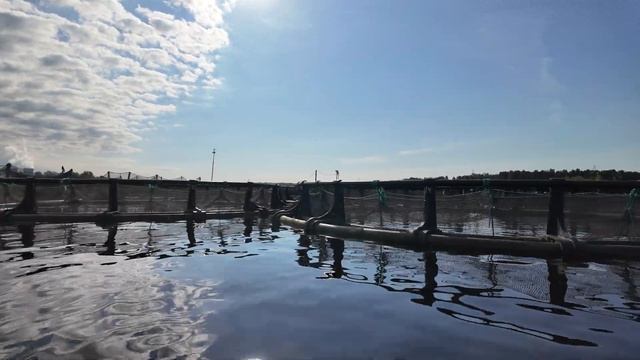 Поплыли кормить осетров килькой смотреть онлайн