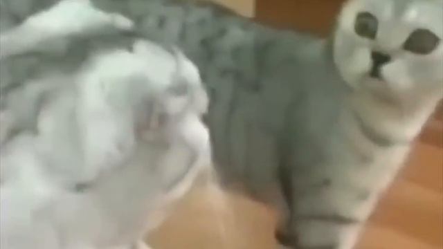 Кот увидел себя в зеркале..И офигел)) смотреть онлайн