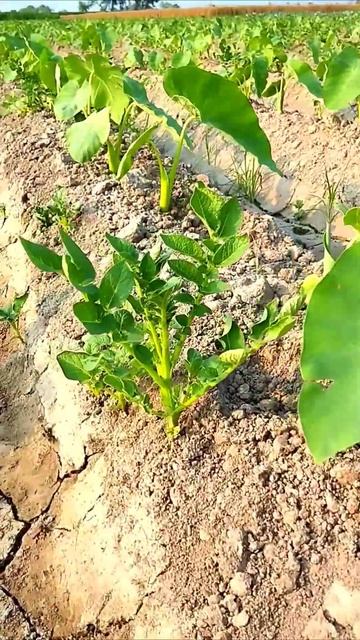 taro root 🫚 good growth in one month #best #farming #short смотреть онлайн