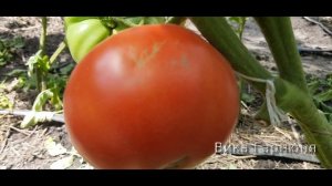 томат Космонавт Волков