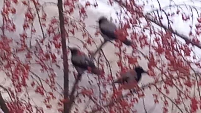 Хроники балкона. Продолжение. смотреть онлайн