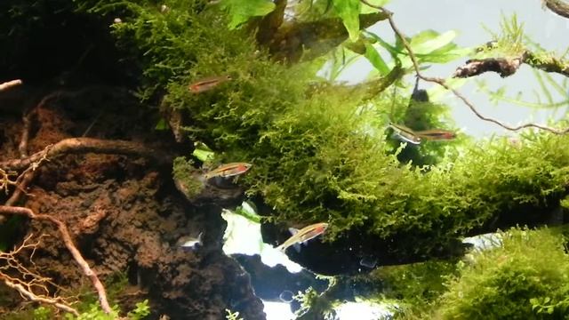 Closer to Nature Boraras Urophthalmoides смотреть онлайн