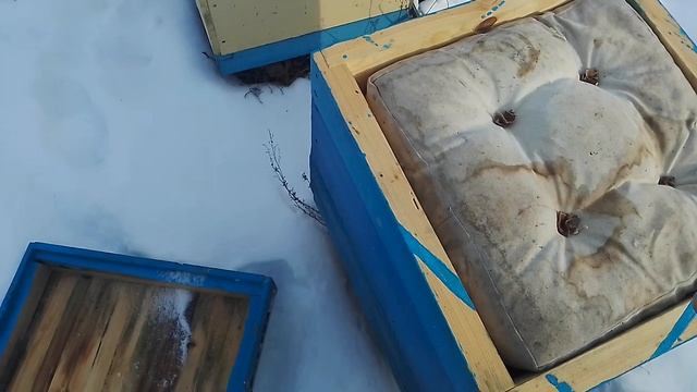 Зимовка пчёл Карника смотреть онлайн