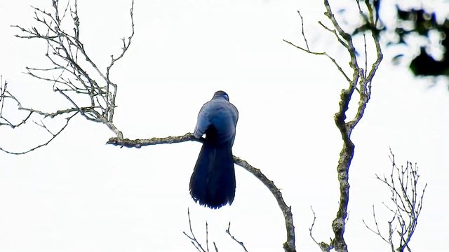 Coua Blue 994 5 смотреть онлайн