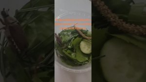 уход за майским жуком в домашних условиях 🪲💗