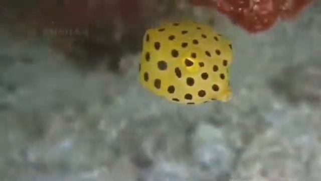 Follow Yellow BoxFish смотреть онлайн