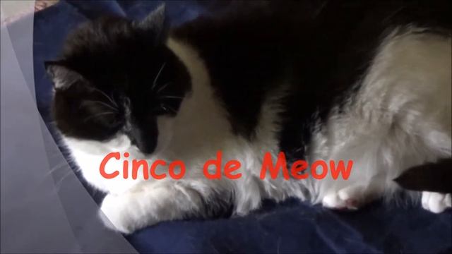Tara Lee...Happy Cinco de Meow смотреть онлайн
