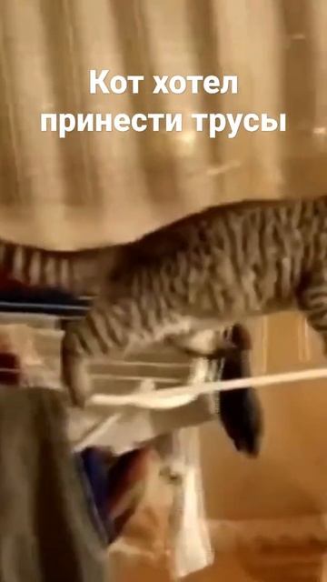 кот хотел принести трусы #рек смотреть онлайн