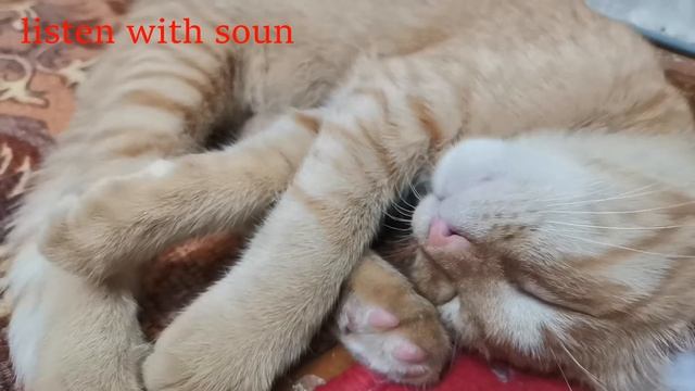 Слух у котика музыкальный. #котя #shorts #kitten #кот #animals смотреть онлайн