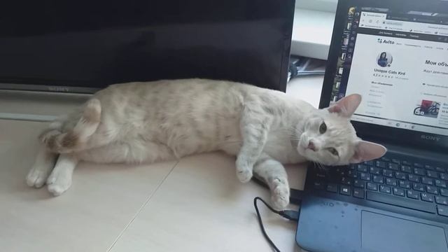 Краснодар. Котик Персей ищет семью смотреть онлайн