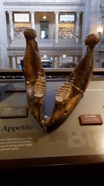 African Elephant at the Natural History in Washington DC #naturalhistorymuseum #animalsoftiktok смотреть онлайн