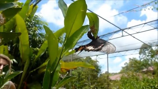 Ponte d'un papillon au suriname смотреть онлайн