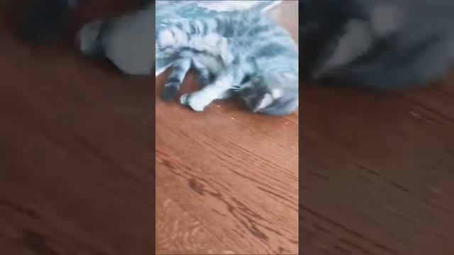 Футбол с кошачьей мятой 🐈⬛ смотреть онлайн