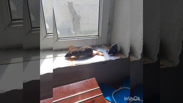 тоша смотреть онлайн