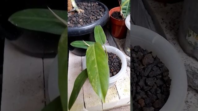 PHILODENDRON WHIPPLE WAY. смотреть онлайн