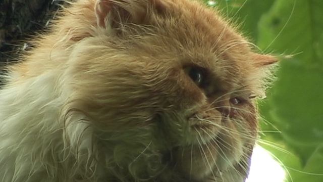 Птицы, кот и собака (иволга голос)