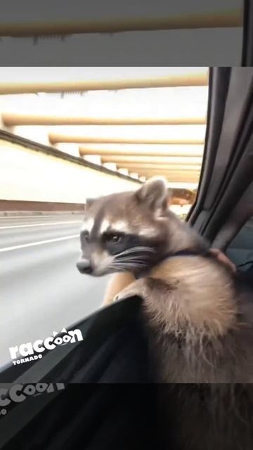 Енот в машине смотреть онлайн