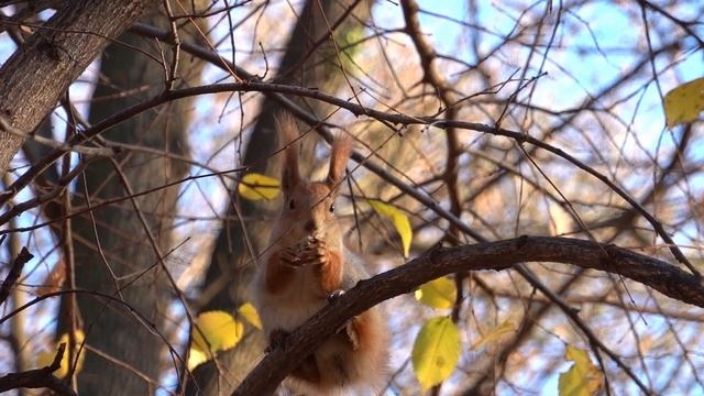 Cute Eurasian Red Squirrel eating a nut смотреть онлайн