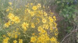 Многолистник луговойжелтый