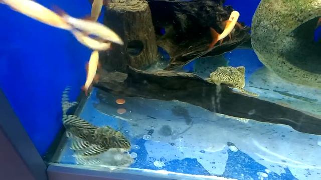 L066 and Ruby sharks смотреть онлайн
