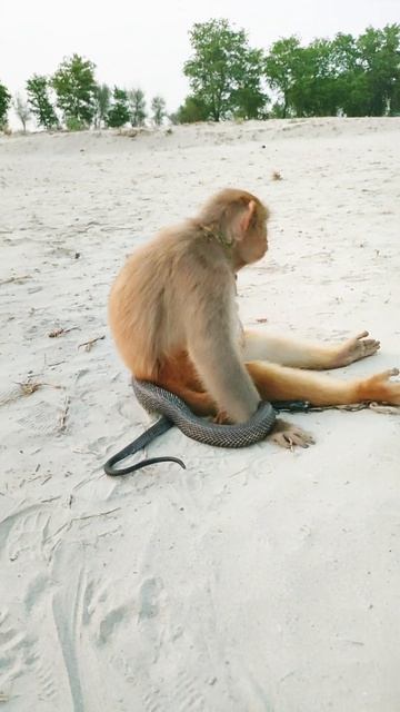 King Cobra videos vs monkey short video #kingcobra #animals #kingsnake #monkey #snake #cobra смотреть онлайн
