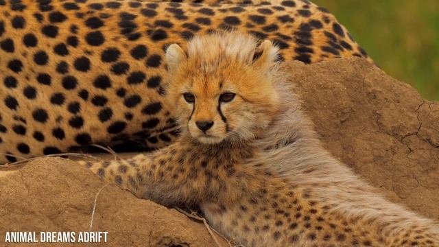 Cute Baby Animal 4K - Amazing World of Young Animal With Relaxing Music (Colorfully Dynamic) смотреть онлайн