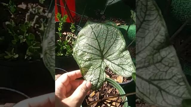 White Wonder Caladium