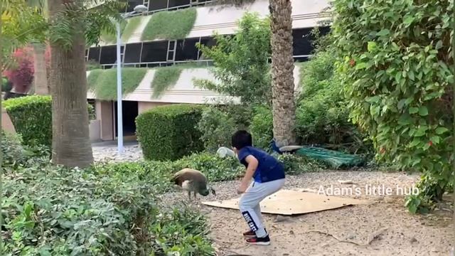 The Peacock Park Dubai|Free Entry|Jumeirah Emirates Tower|Must Visit Place #peacockdance #peacock смотреть онлайн