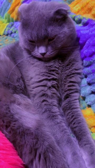 🔴КОТ СМОКИ🔴 смотреть онлайн