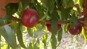 Нектарин Біг Топ. Nectarine Big Top. Крупний і дуже солодкий сорт