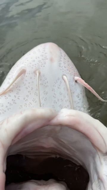 Крупнейшая из пресноводных рыб - Белуга. Редкий хищник, вылов запрещён #shorts смотреть онлайн