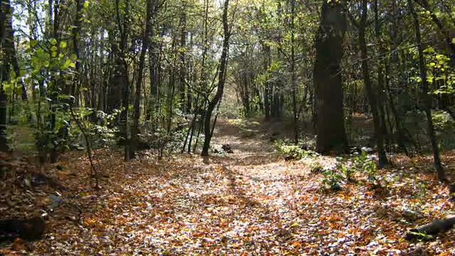 Autumn смотреть онлайн