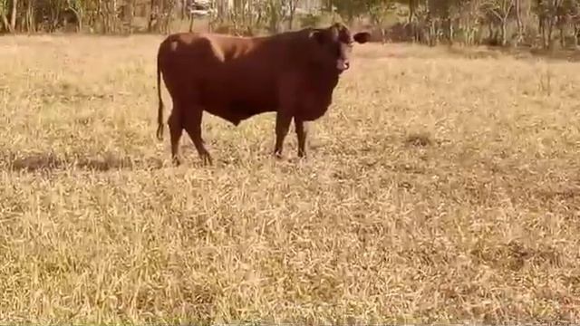 boi senepol 3 anos $2200 tá em Bauru SP PV 14 99760-2245🏜️🌻🐓 смотреть онлайн