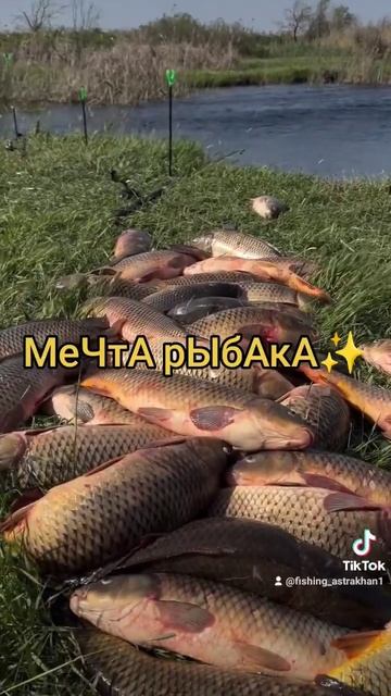 #fishing #огромнаярыба #рыбалка #вобла #carpfishing #карась #воблерынащуку #carp #мем #щука смотреть онлайн