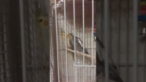 Кореллы. Брачная песня